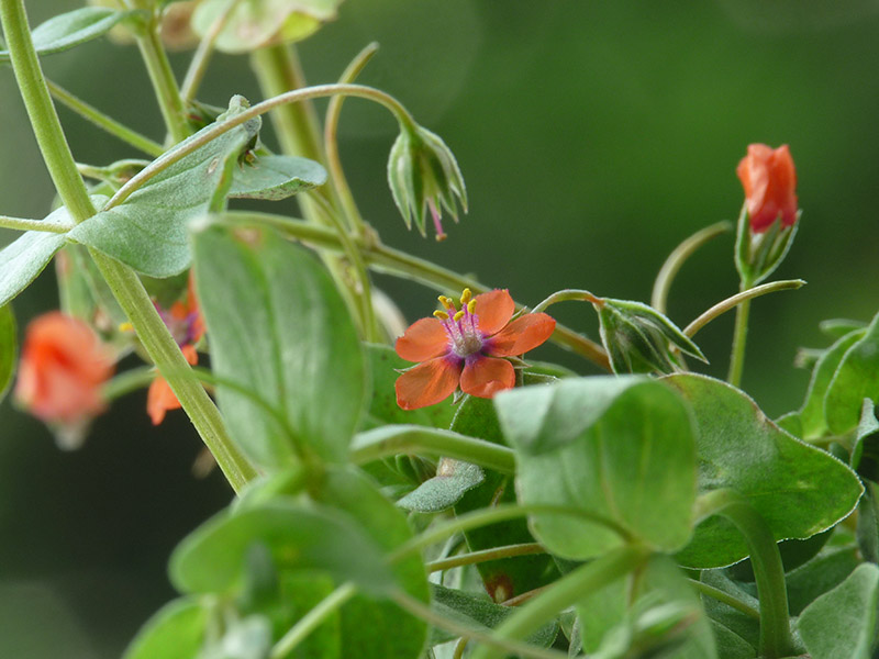 Lysimachia arvensis / Mordigallina